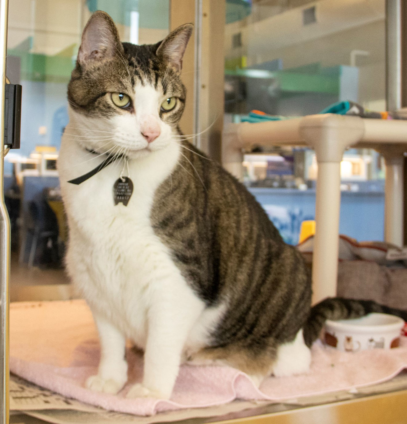 Pet of the week: Webster